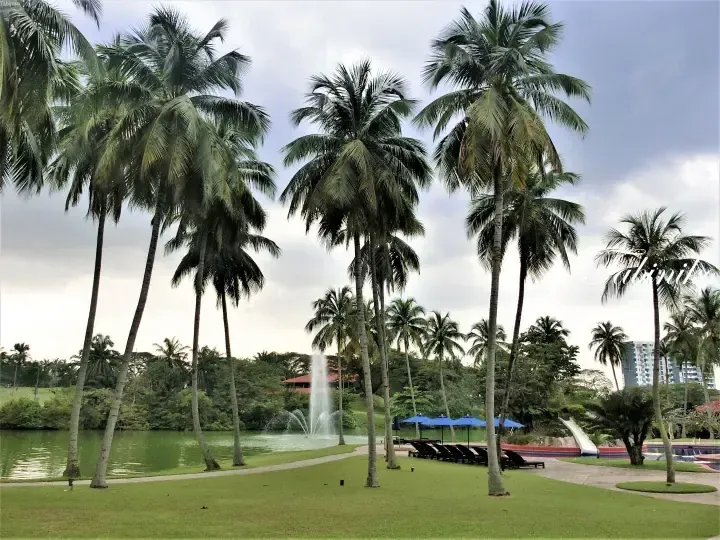 Tall palm trees line a grassy lawn beside a lake with a fountain, near a pool area with blue umbrellas at a tropical resort.