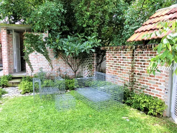 Wire mesh cages on a green lawn beside a brick wall and garden at a property in Malaysia.