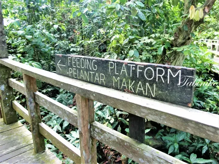 Wooden directional sign for the Feeding Platform and Pelantar Makan in a lush Malaysian rainforest.