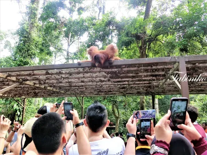 Orangutan resting on a wooden shelter roof as tourists take photos at Sepilok Orangutan Rehabilitation Centre.
