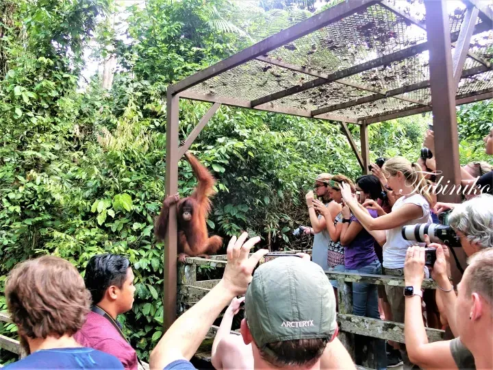 Tourists photograph a young orangutan at Tabin Wildlife Resort in Malaysia.