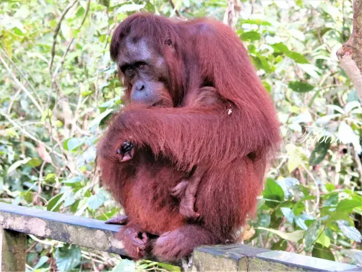 Mother orangutan holding her baby while resting on a wooden railing in a lush Malaysian rainforest.