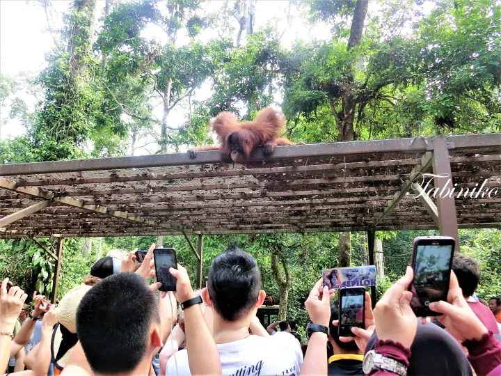 セピロックオランウータンリハビリテーションセンターで観光客に写真撮影される木製屋根のオランウータン。