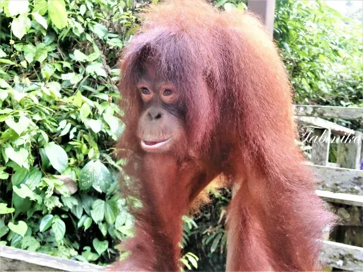 Close-up portrait of a Bornean orangutan with reddish-brown fur in a lush green forest habitat.