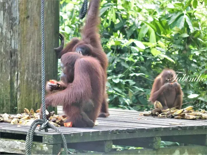 Orangutans eating bananas on a wooden platform at Sepilok Orangutan Rehabilitation Centre in Sabah, Malaysia.