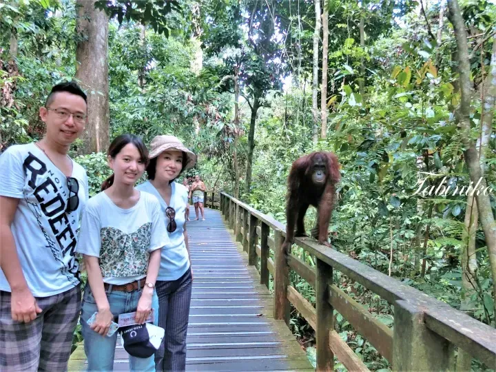 A family poses on a wooden boardwalk in a lush Malaysian rainforest while an orangutan climbs the railing nearby.