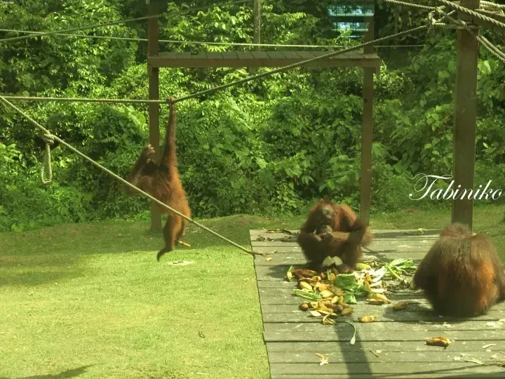 Orangutans playing and eating at Sepilok Orangutan Rehabilitation Centre in Borneo.