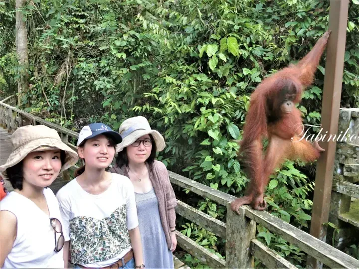 Three women on a wooden boardwalk in a rainforest pose with a young orangutan climbing a railing.