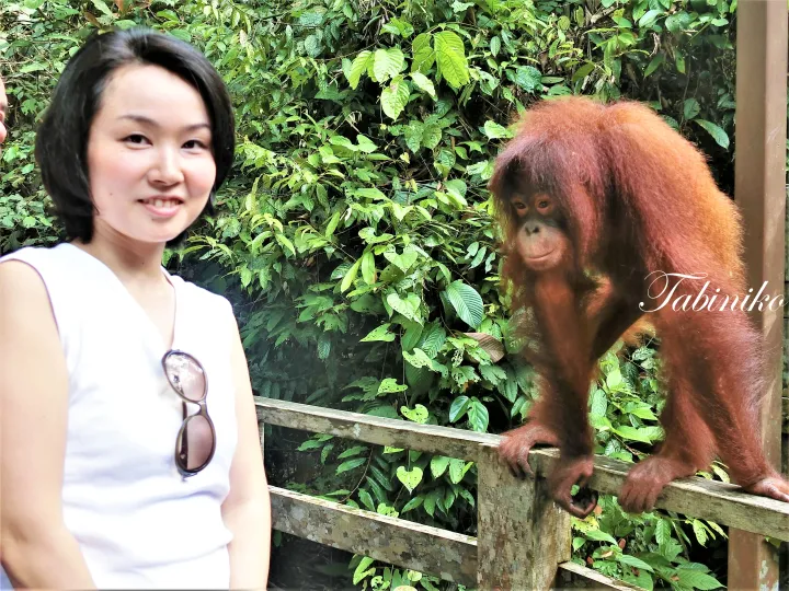 オランウータン(Orang(人) Hutan(森) = 森の人)に会いに行ってきました！Sandakan(サンダカン)のSepilok Orangutan Rehabilitation Centre