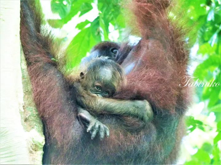 マレーシアのTabin Wildlife Resortで木に抱きつくオランウータンの親子。