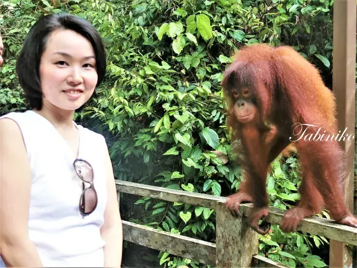 I Went to Meet Orangutans (Orang = Human, Hutan = Forest = People of the Forest)! Sepilok Orangutan Rehabilitation Centre in Sandakan