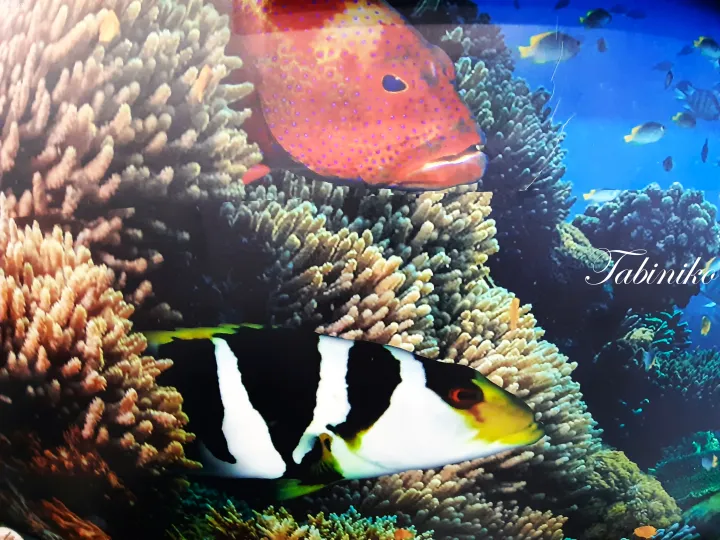 青い斑点のある赤い魚と黒白の縞模様の魚がサンゴ礁を泳ぐ鮮やかな珊瑚礁の風景。