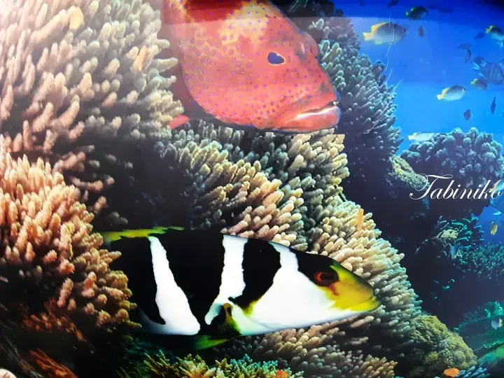 A vibrant coral reef scene featuring a red fish with blue spots and a black-and-white striped fish swimming among corals.