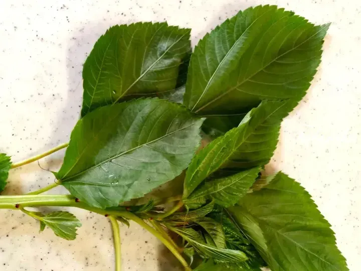 Fresh green leaves with serrated edges and prominent veins on a light speckled surface