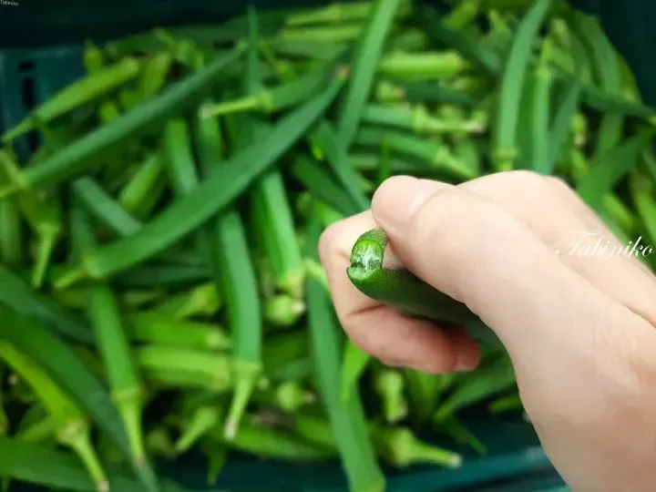 Hand holding a freshly picked okra pod with a basket full of green okra in the background.