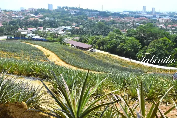Rows of pineapple plants on a hillside with a view of a Malaysian town and city skyline in the background.