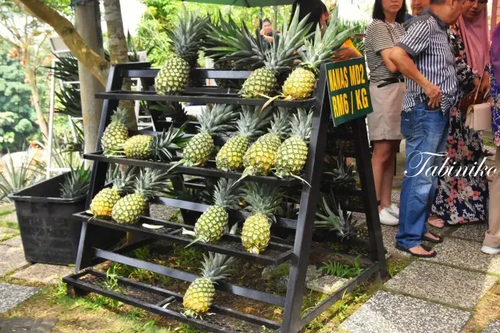 Fresh MD2 pineapples displayed on a black rack with a price sign reading Nanas MD2 RM6/KG at an outdoor market in Malaysia.