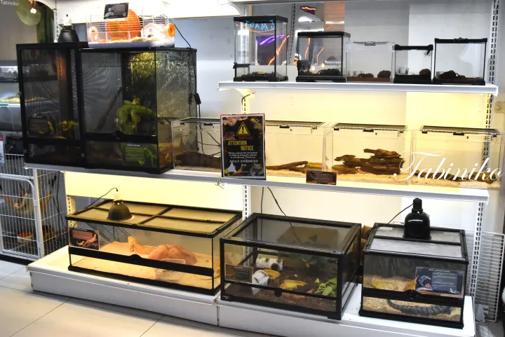 マレーシアのペットショップ「Tabiniko」で、グリーンイグアナやオオトカゲが展示された爬虫類の飼育ケース。