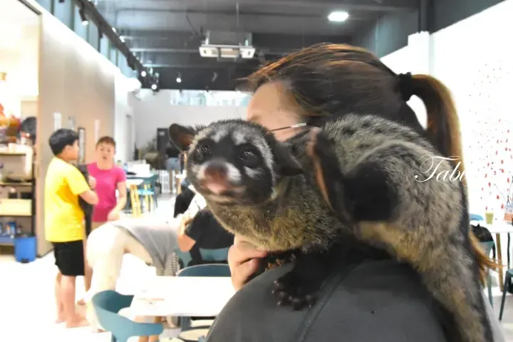 A civet cat perched on a woman&rsquo;s shoulder inside a cafe with other patrons in the background.