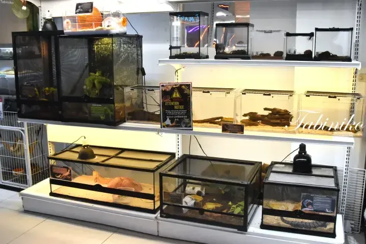 Reptile terrariums at Tabiniko pet shop in Malaysia, featuring green iguanas and bearded dragons in glass enclosures.