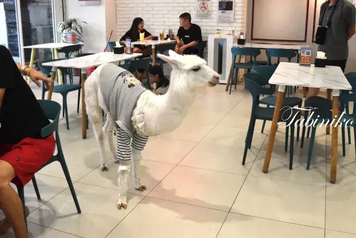 A white llama wearing a grey sweater and striped pants walks through a cafe with marble tables and teal chairs.