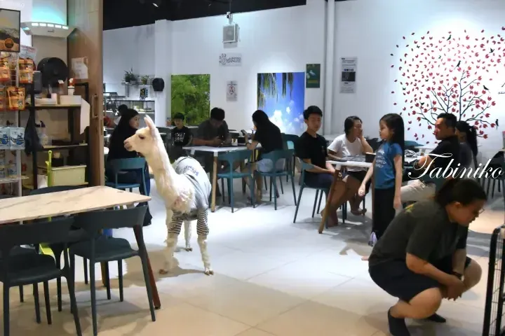 A white llama wearing clothes walks through a cafe with customers seated at tables.