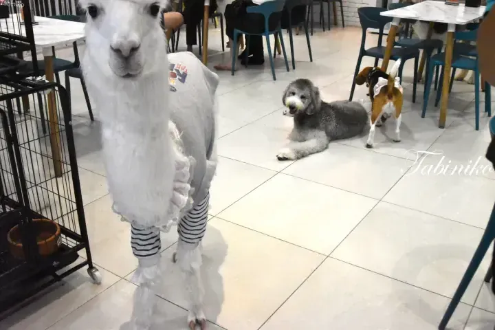A white alpaca in striped socks stands in a cafe with a grey poodle and beagle nearby.