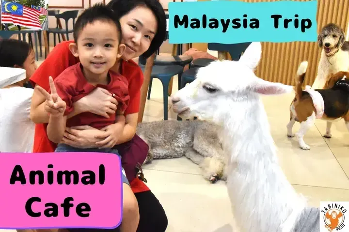 Animal Cafes for Families to Enjoy 🐶🐷🐍🫏