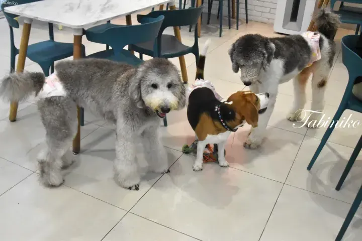 Two grey Bedlington Terriers and a beagle wearing diapers interact playfully on a tiled floor inside a pet-friendly cafe.