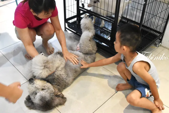 タイル張りの部屋で、黒いケージのそばで床に横たわるふわふわの灰色の犬を、女性と男の子が優しく撫でている。