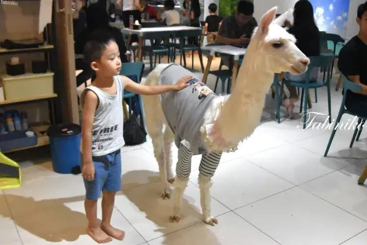 A young boy pets a white alpaca wearing a grey shirt and striped leggings inside a pet cafe in Malaysia.